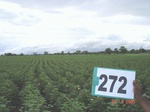 129780272a-irrigated-supplemental-groundwater-cotton-dominant-maize.gif