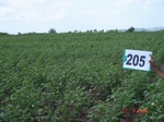 127390205a-rainfed-agriculture-cotton-dominant-gram.gif