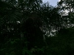 46437CIMG0726.JPG