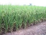 14450IMG_4803.JPG