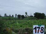 70050178c-irrigated-supplemental-major-lift-irrigation-banana-dominant-sugarcane.jpg