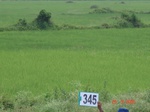 132420345c-irrigated-canal-rice.gif