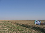8073051-Irrigated (Surface water) winter wheat-b.jpg