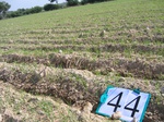 10249044-Irrigated (Surface water) winter wheat-a.jpg