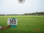 133030365b-irrigated-canal-rice-doublecrop-greengram-blackgram-tripplecrop.gif