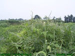 831R0015381_tag.jpg