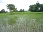 33425RIMG0165.JPG