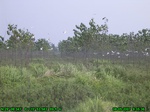 1286R0015092_tag.jpg
