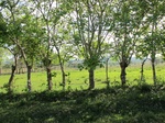 31963IMG_5642.JPG