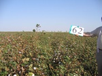 8097062-Irrigated (Surface water) cotton-b.jpg
