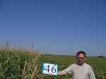 11535046-Irrigated (SW) maize-gram-strips-b.jpg