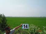 12554014c-irrigated-canal-plus-groundwater-pumping-rice-classic-delta-rice-in-krishna-basin.gif