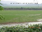 53852singlerice_3.gps.jpg