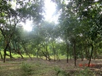 53089CIMG4453_调整大小.JPG