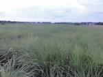 24845DSC01023.JPG
