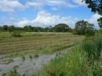1802720091012_gt02a_Agriculture_Rice_Irrigated_Triple_Continous.JPG