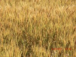 29749CIMG1073.JPG