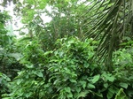 45309CIMG2394.JPG