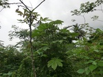 45358CIMG2443.JPG