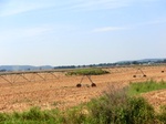 57695CIMG4288.JPG