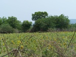 1787527042008(11).JPG