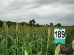 126870189a-rainfed-agriculture-mixedcrop-sorghum-soyabean-turmeric.gif