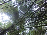 45250CIMG2335.JPG