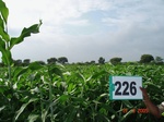 128090226c-rainfed-agriculture-sorghum.gif