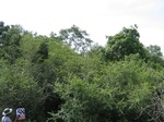 1182058-forest-dry-mudunagal-sanctuary-b.jpg