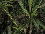 10353vp-046-Irrigated (SW) maize-gram-strips-a2.jpg