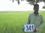 132280341a-irrigated-canal-rice.gif
