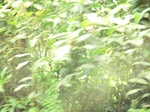 47927CIMG4264.JPG