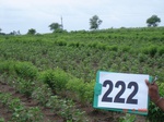 127940222a-rainfed-agriculture-mixedcrop-cotton-dominant-sorghum-gram.gif