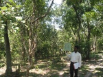 9248gt014a-forests-Y-sec.gif