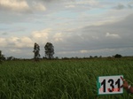 68540131b-irrigated-canal-sugarcane-dominant-maize.jpg