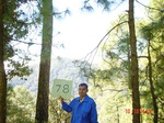 11258gt078-forest-2.jpg