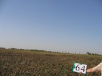 8100064-Irrigated (Surface water) cotton-a.jpg