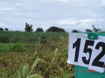 125620152b-irrigated-supplemental-groundwater-millet-dominant-sugarcane.gif