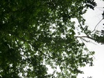 45062CIMG2147.JPG