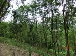 53396CIMG6707.JPG