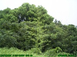 879R0015397_tag.jpg