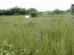 12032GT289_imperata.JPG