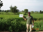 131330315c-irrigated-tank-rice.gif