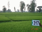 131390317a-irrigated-canal-rice-doublecrop.gif