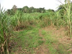 50309CIMG0938.JPG