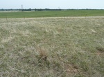 29283WOOD20110510E.JPG