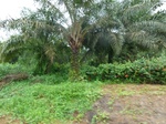 20658P1020515.JPG