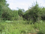 1172412-scrubland-vigourous-dense-b.jpg
