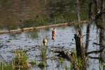 387IMG_3496.JPG