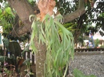 15932IMG_4481.JPG